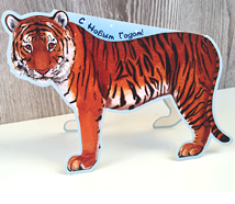 Tiger postcard
